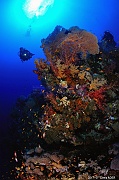 Catherine Ambiance-Safaga Panomara Reef Sud-27m-20171123-Denis-ADER-DSC_3511_tn